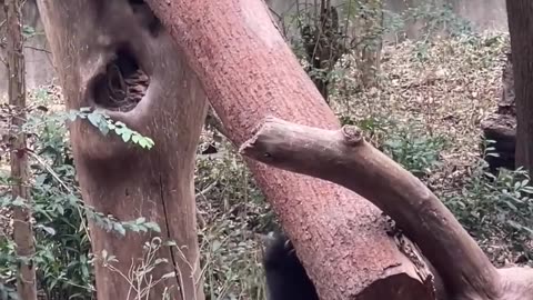 Sister and brother play together