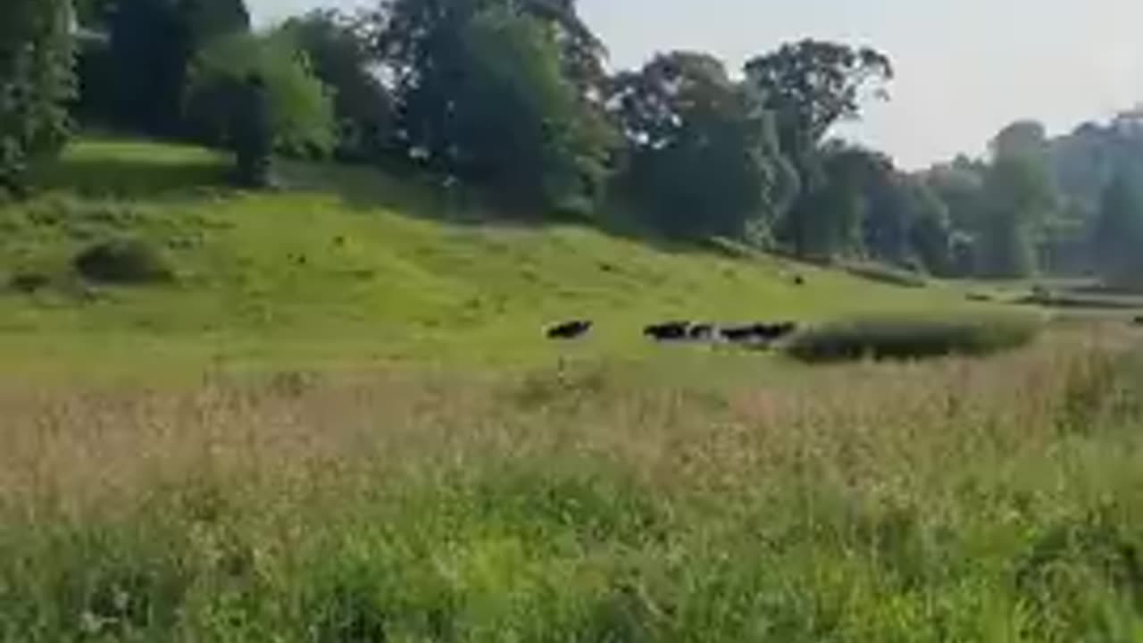 Cows run to the Farmer when he calls