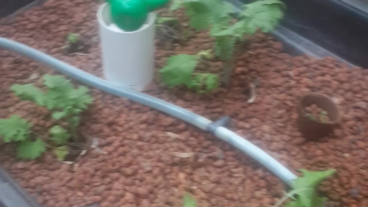 Hydroponics update