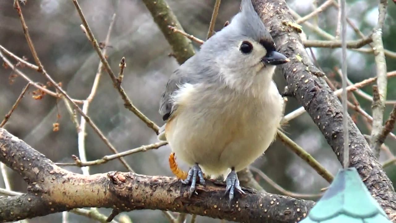 Tufted Titmouse