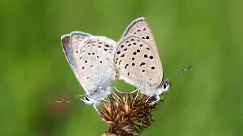 Butterflies Greenish Blues Mating Aricia Saepiolus