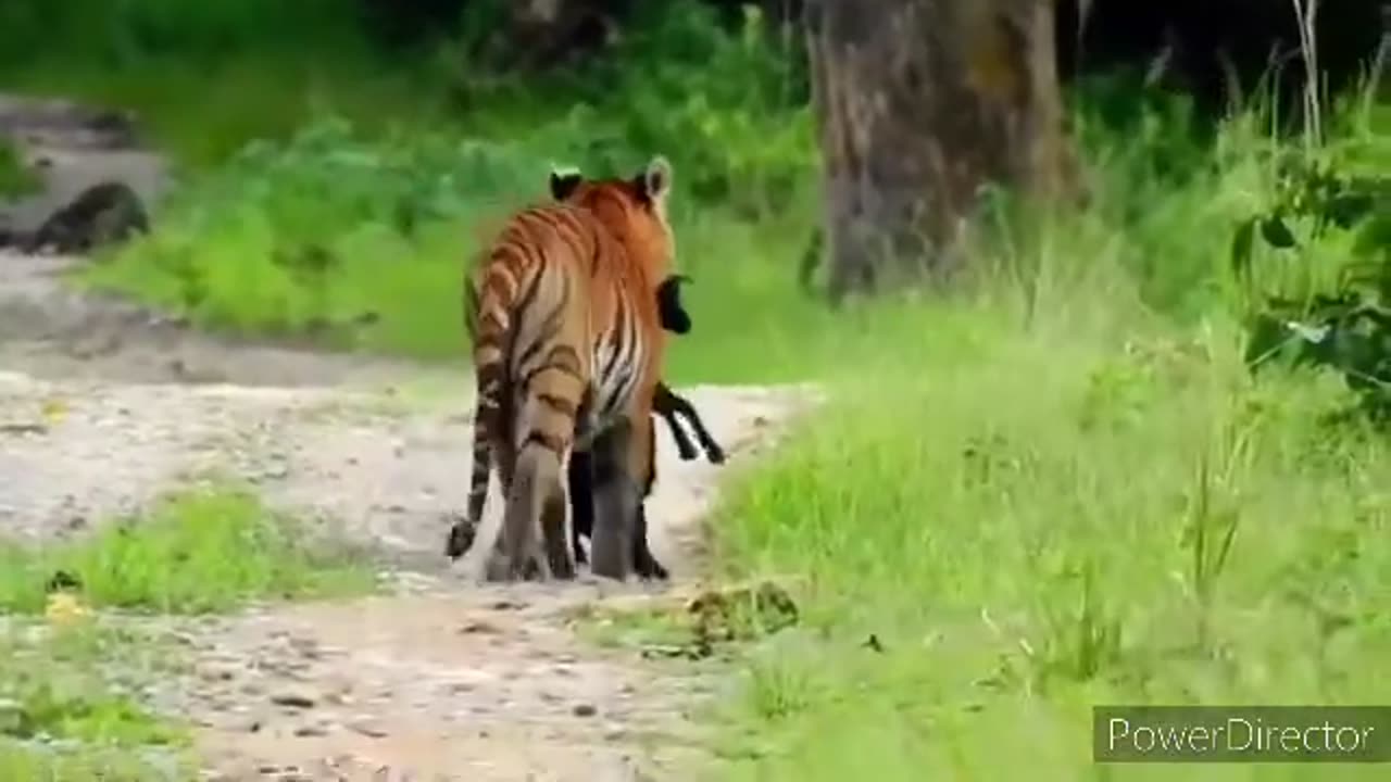 4k Videos__Best Tiger Attack__Dardanak Tiger Attack