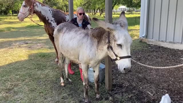 Donkey's First Bath
