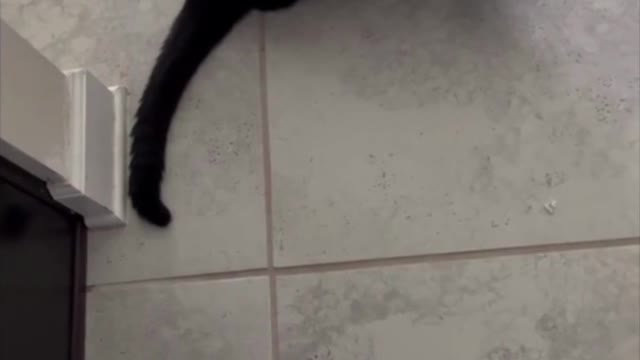 Adopting a Cat from a Shelter Vlog - Precious Piper Loves Her Treats