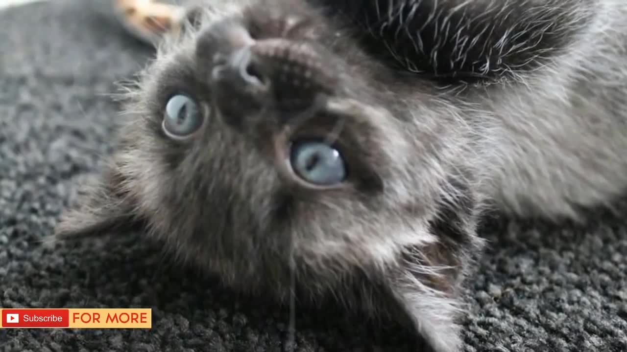 Couple Who Rescued A Kitten, Stunned When Its Fur Started To Change Color