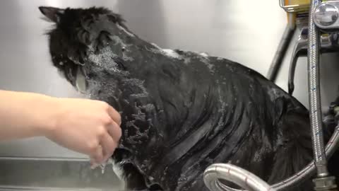 Norwegian Forest cat tells off his groomer