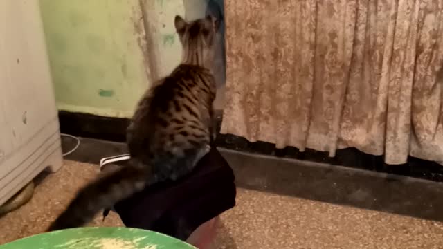 Nice cat mimich
