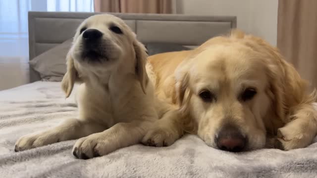 Puppy Loves Kisses with Golden Retriever