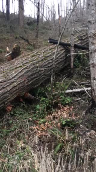 The terrible shape of Oregon forest March of 2019!