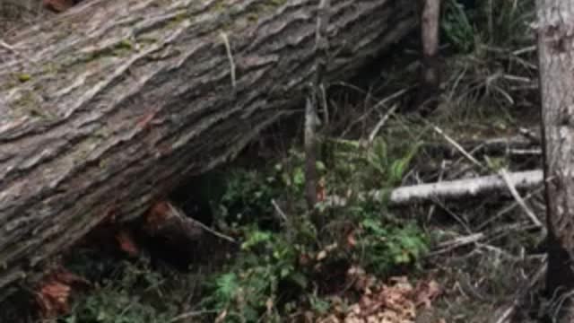 The terrible shape of Oregon forest March of 2019!