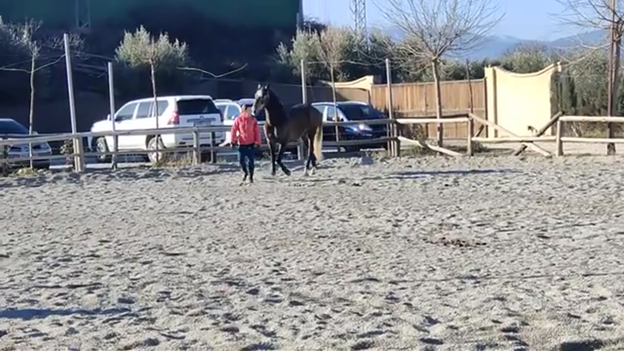 Premium Gallop 5 years Andalusian Gelding Bumsa