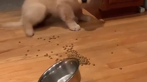 The cute little golden retriever wants to share with lovely people