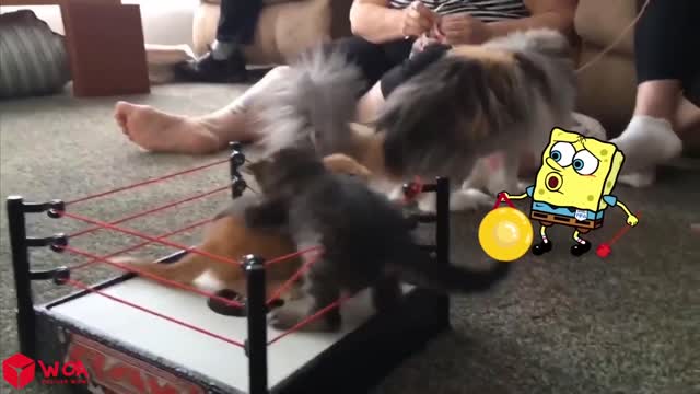 Aww, Soo Cute !! Cute Puppy Dog vs Tiny Spongebob Animation Funniest Cats And Dogs Videos