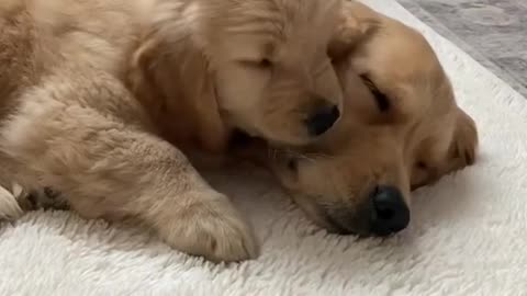 Golden Retriever Puppy