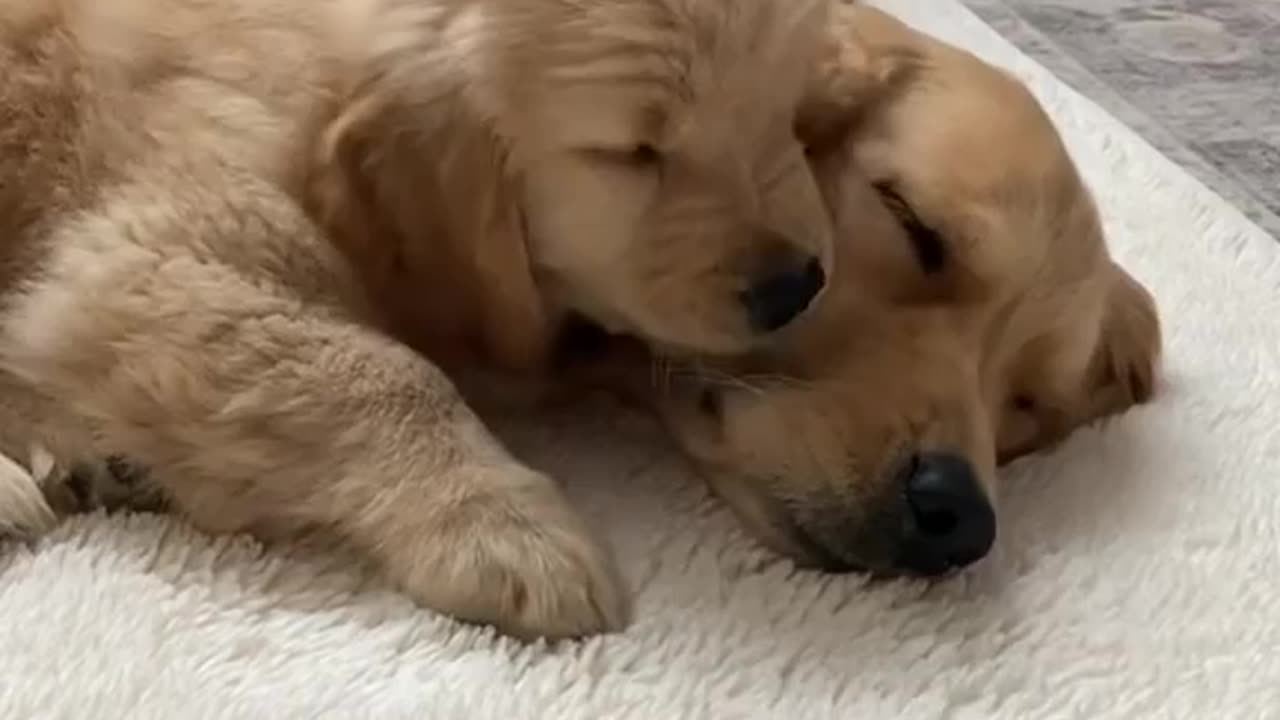 Golden Retriever Puppy