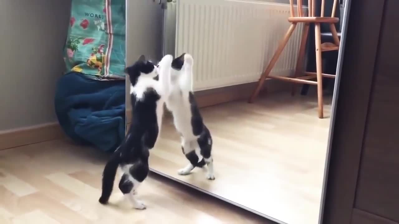 Funny Cat And mirror Video|Funny video|What's App Videos|30 Seconds Status Video|