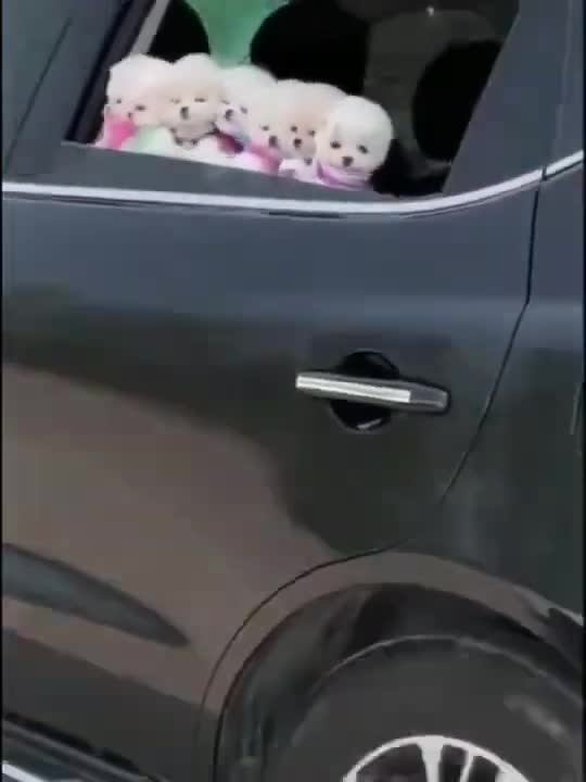 😍Cute and Funny Dog Compilation