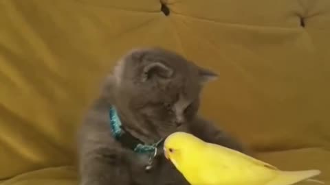 Cute funny cat and parrot