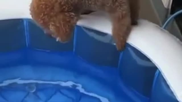 dog really wants to swim