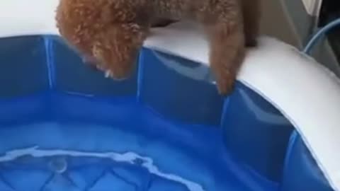 dog really wants to swim