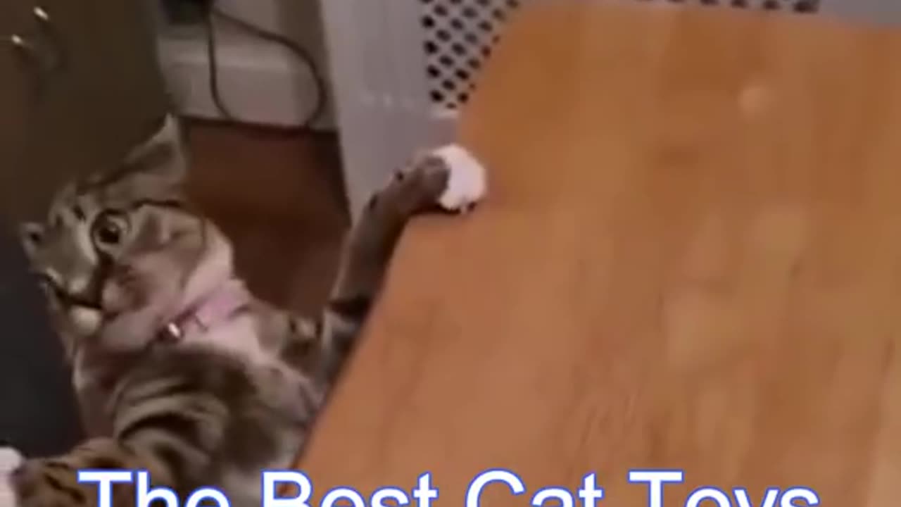 Funny cats