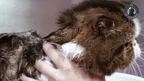 Funny air-licking cat enjoys using the dryer