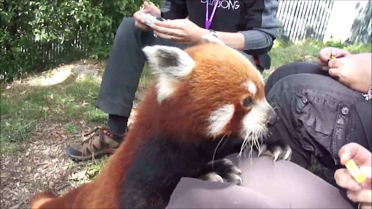 Most Adorable Red Panda - CUTEST Compilation