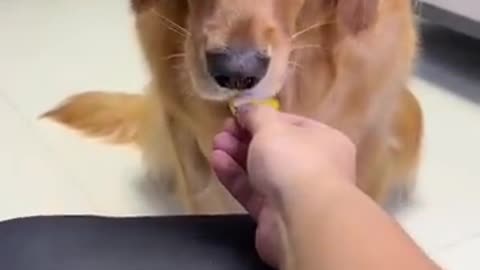 dog take medicine