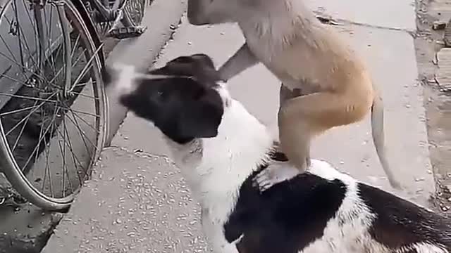 Monkey and dog are Two Friends