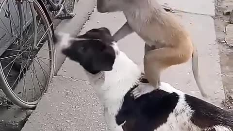 Monkey and dog are Two Friends