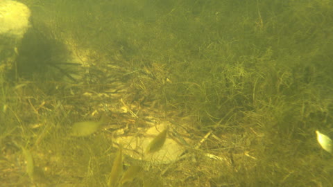 Underwater video Snorkeling