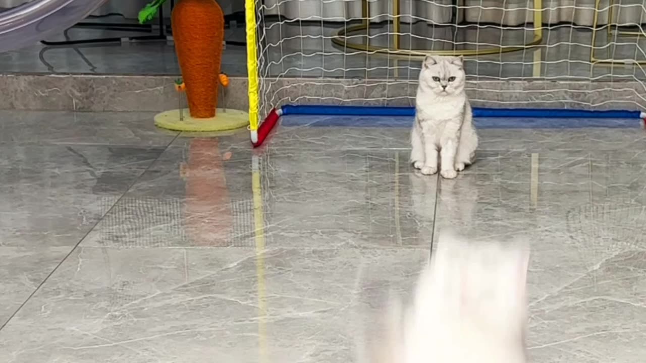 Funny cats playing football ⚽