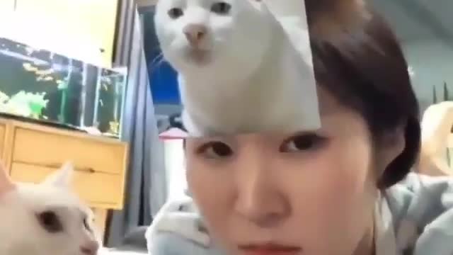 Funny cat reaction 😂