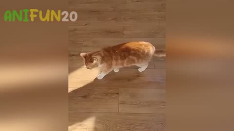 best funny animal videos