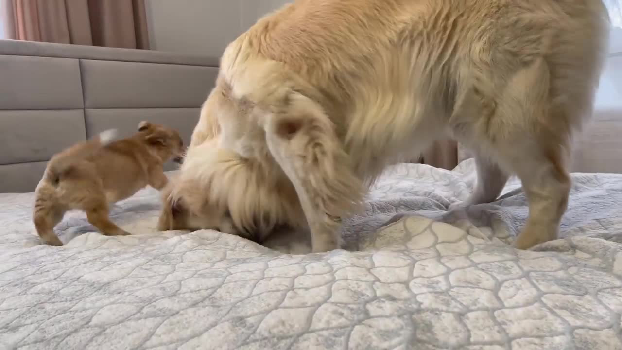 Golden Retriever Confused by playing with a Puppy