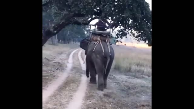 The brave elephant is not afraid of the ferocious tiger