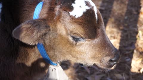 Calf Baby Cow