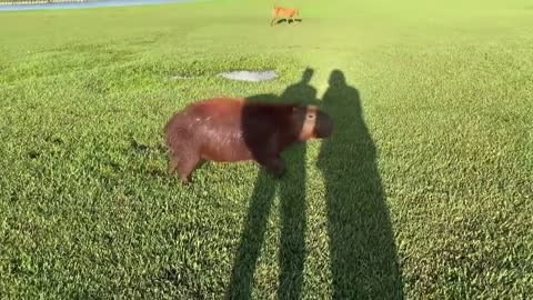 okay i pull up (capybara)