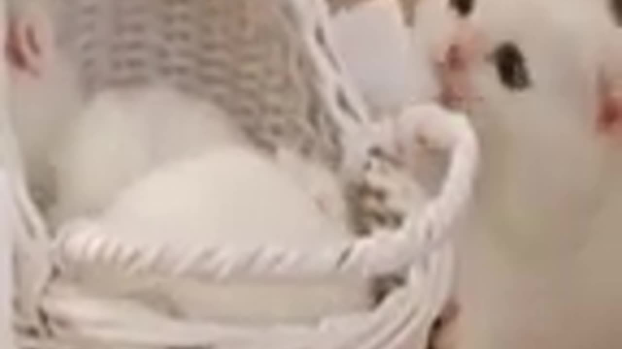 Cute animals