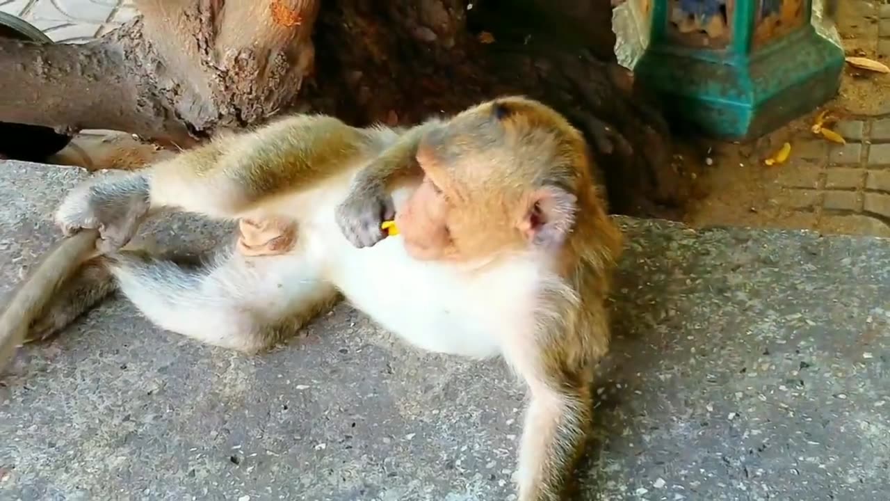 🤣🤣 Funny Monkey Scene 🐒 Funny Monkey Dance