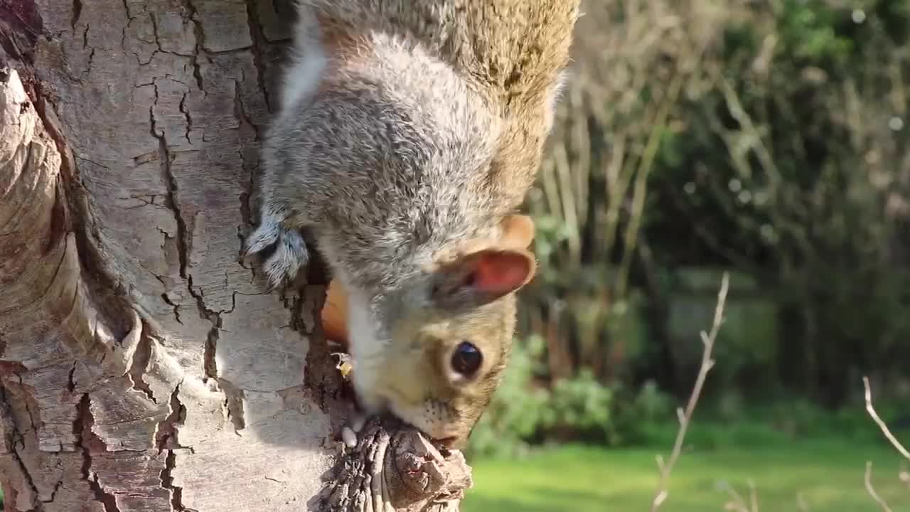 Squirrel builds its home in the tree