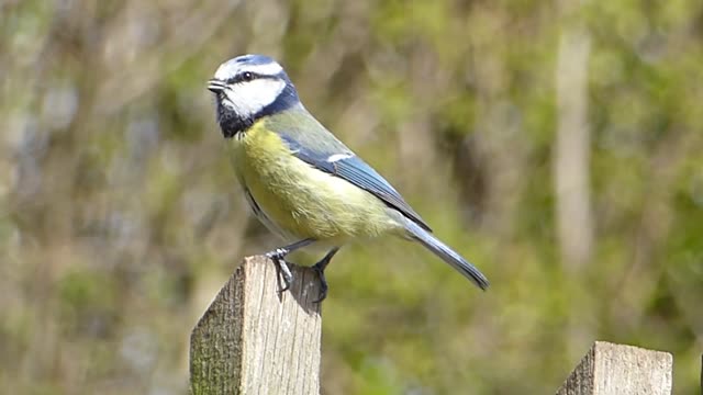 The beautiful blue bird