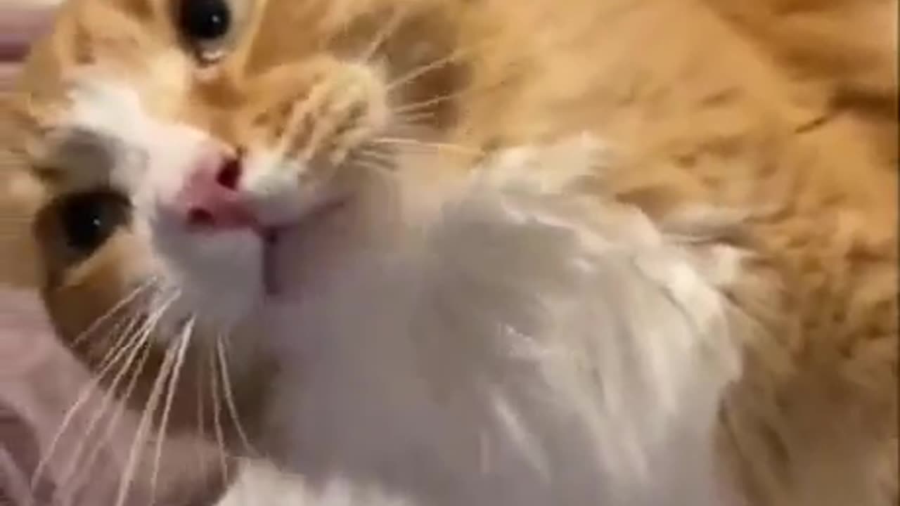 Funny animals - Funny cats / dogs - Funny animal videos Part 5πΌπΉπ