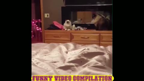 4nimal funny video