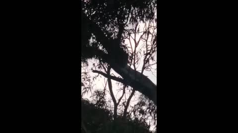 Koala VS Magpie