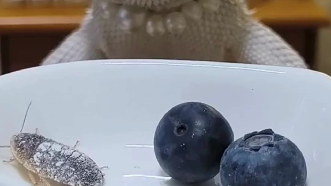 The bearded dragon likes to eat blueberries