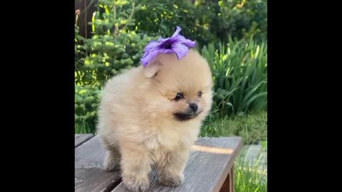 OMG it's amazing wow very cuteeiii puppy