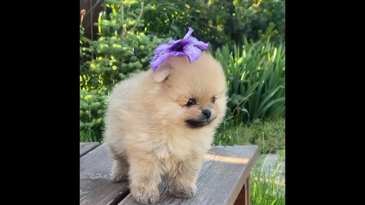 OMG it's amazing wow very cuteeiii puppy