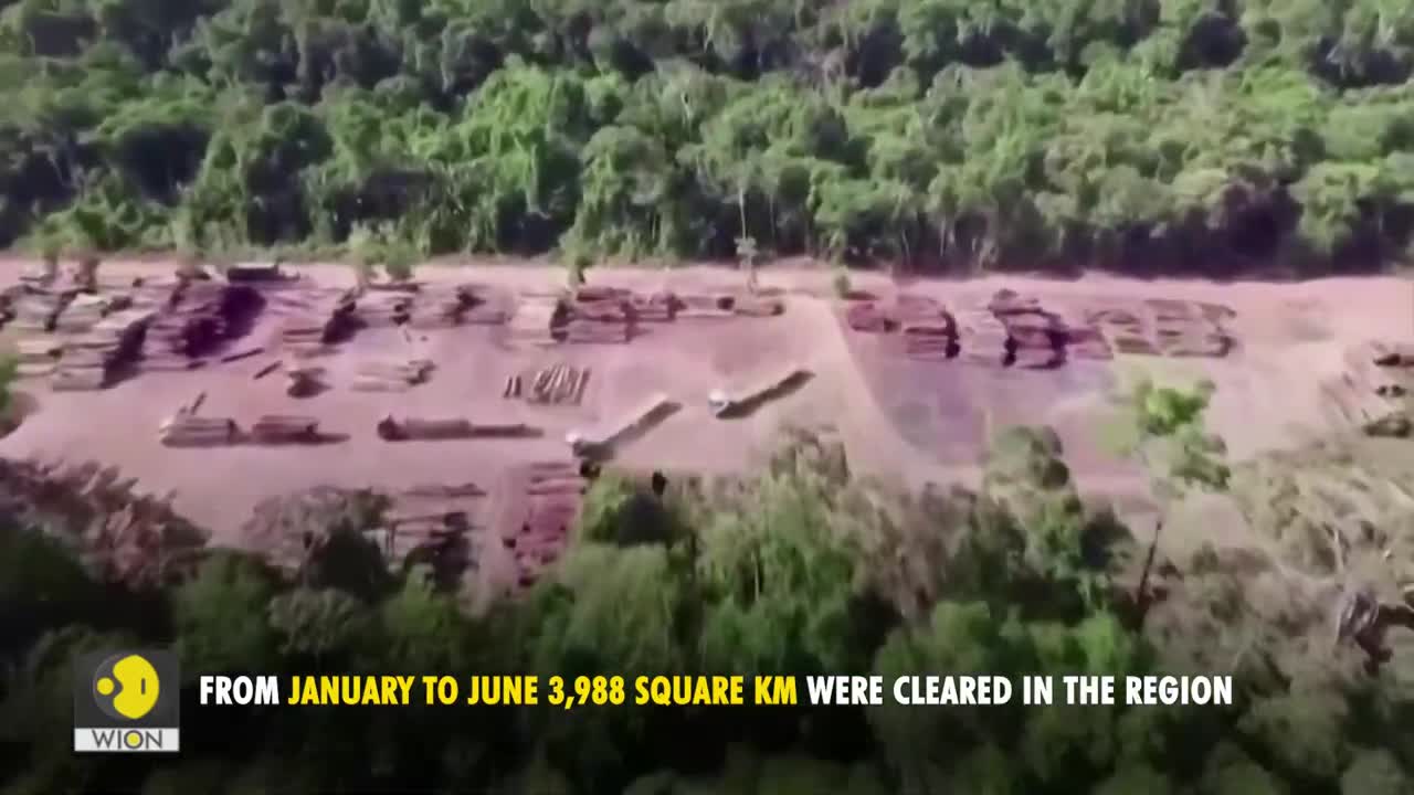 Deforestation in Brazil's Amazon hits record | WION Originals | World News