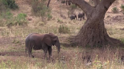 Elephants in Amboseli National Park| Kenya East Africa